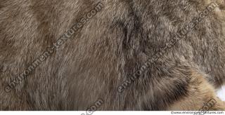 animal skin fur cat 0005